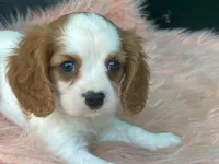 Checkers, a male Cavalier King Charles Spaniel for sale in Fennimore, WI – 9 of 10