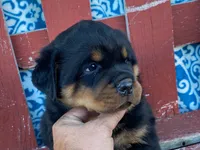 Rocky, a male Rottweiler for sale in Fennimore, WI – 2 of 10
