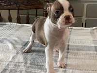Rosie, a female Boston Terrier for sale in Fennimore, WI – 10 of 10