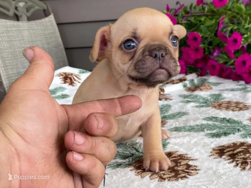 Sparkles – French Bulldog puppy for sale in Fennimore, WI