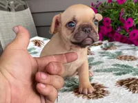 Sparkles, a female French Bulldog for sale in Fennimore, WI – 1 of 7