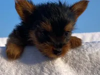 Charlie, a male Yorkshire Terrier for sale in Fennimore, WI – 9 of 10