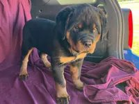 Chopper, a male Rottweiler for sale in Fennimore, WI – 6 of 10