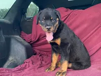 Groucho, a male Rottweiler for sale in Fennimore, WI – 4 of 9