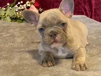 Winnie, a female French Bulldog for sale in Fennimore, WI – 9 of 10