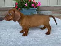 Starburst, a female Dachshund for sale in Fennimore, WI – 8 of 10