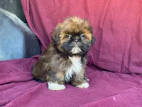 Bowser, a male Shih Tzu for sale in Fennimore, WI – 9 of 9