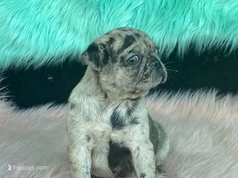 Speckles – Pug puppy for sale in Fennimore, WI