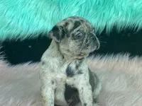 Speckles, a female Pug for sale in Fennimore, WI – 1 of 9