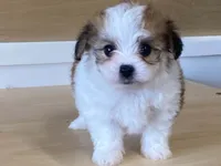Panzy, a female Morkie for sale in Fennimore, WI – 6 of 10