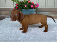 Starburst, a female Dachshund for sale in Fennimore, WI – 3 of 10