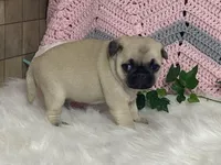 Willow, a female Pug for sale in Fennimore, WI – Photo 3 of 10