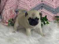 Willow, a female Pug for sale in Fennimore, WI – Photo 6 of 10