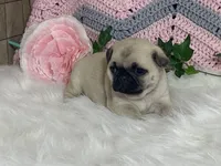 Willow, a female Pug for sale in Fennimore, WI – Photo 2 of 10
