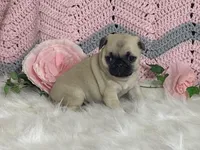 Willow, a female Pug for sale in Fennimore, WI – Photo 8 of 10