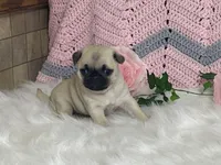 Willow, a female Pug for sale in Fennimore, WI – Photo 7 of 10