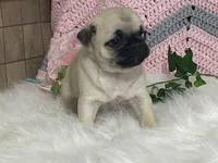 Willow, a female Pug for sale in Fennimore, WI – Photo 5 of 10