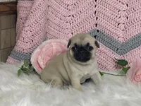 Willow, a female Pug for sale in Fennimore, WI – Photo 9 of 10