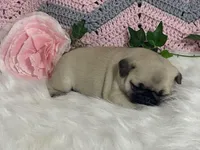 Willow, a female Pug for sale in Fennimore, WI – Photo 1 of 10