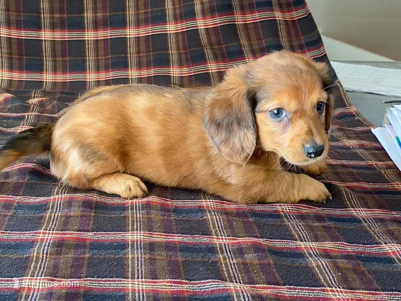Mini – Dachshund puppy for sale in Fennimore, WI