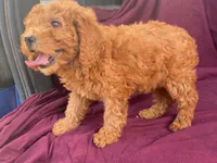 Classy, a female Goldendoodle for sale in Fennimore, WI – 7 of 10