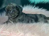 Chi Chi, a female Pug for sale in Fennimore, WI – 9 of 10