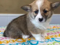 Bubbly, a female Pembroke Welsh Corgi for sale in Fennimore, WI – 5 of 8