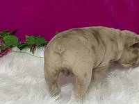 Zelda, a female Frenchton for sale in Fennimore, WI – 7 of 10