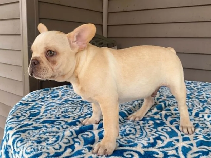 silver – French Bulldog puppy for sale in Fennimore, WI