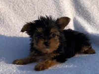 Lady, a female Yorkshire Terrier for sale in Fennimore, WI – 9 of 10