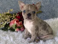 Sparkles, a female Frenchton for sale in Fennimore, WI – 7 of 7