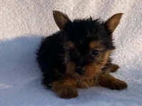 Charlie, a male Yorkshire Terrier for sale in Fennimore, WI – 10 of 10
