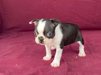 Lucy, a female Boston Terrier for sale in Fennimore, WI – 3 of 8