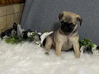 Ava, a female Pug for sale in Fennimore, WI – 6 of 10