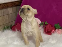 processed/2aeff7ce-7b32-4114-9604-c81d8e3c3561/listing/c7a621f6-5822-4637-83f2-27e5576c61b9/42ae4b7b-603b-48c0-a8b6-7aa5005641eb