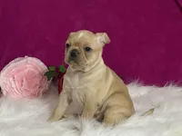 processed/2aeff7ce-7b32-4114-9604-c81d8e3c3561/listing/c7a621f6-5822-4637-83f2-27e5576c61b9/ce4f5dbb-8ccb-4eb4-aea0-cc1dcbe9fced