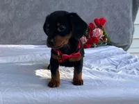 June, a female Dachshund for sale in Fennimore, WI – 8 of 9