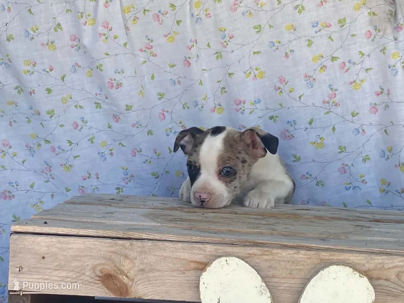 Carlie – Boston Terrier, Fox Terrier puppy for sale in Fennimore, WI