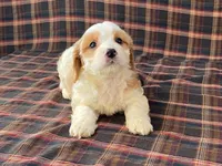 Aladdin, a male Cavachon for sale in Fennimore, WI – 6 of 10