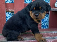 Chopper, a male Rottweiler for sale in Fennimore, WI – 8 of 10