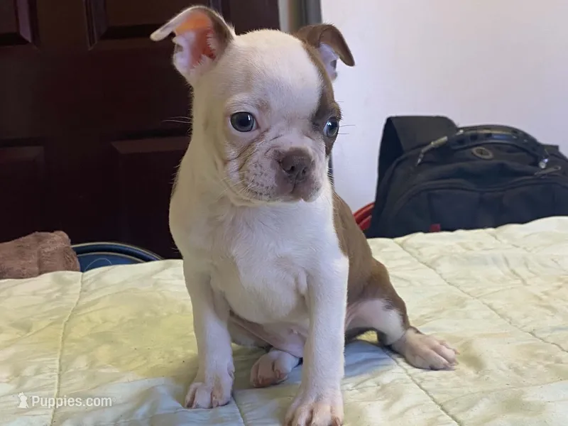 Missy – Boston Terrier puppy for sale in Fennimore, WI