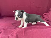 Lucy, a female Boston Terrier for sale in Fennimore, WI – 5 of 8