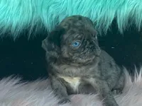 Chi Chi, a female Pug for sale in Fennimore, WI – 3 of 10