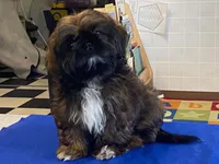 Ribbins, a female Shih Tzu for sale in Fennimore, WI – 9 of 10
