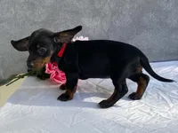 April, a female Dachshund for sale in Fennimore, WI – 3 of 9