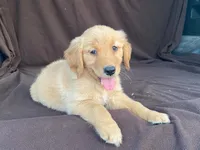 Lola, a female Golden Retriever for sale in Fennimore, WI – 4 of 10