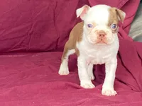 Missy, a female Boston Terrier for sale in Fennimore, WI – 2 of 5