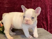 Panda, a male French Bulldog for sale in Fennimore, WI – 5 of 10