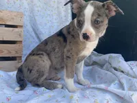 Sassy, a female Boston Terrier and Fox Terrier for sale in Fennimore, WI – 2 of 8