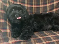 King, a male Cavalier King Charles Spaniel and Shih Tzu for sale in Fennimore, WI – 1 of 7
